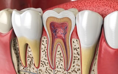 Cross-section of a tooth showing the pulp.